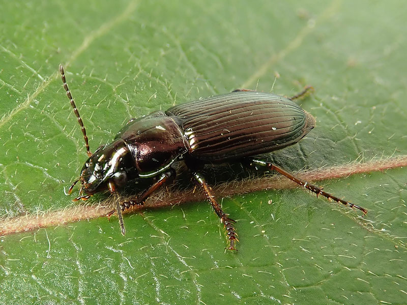 Carabidae : Harpalus?  S. Harpalus distinguendus